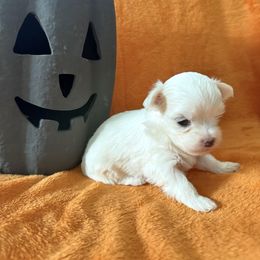 Lucy - White female Maltese puppy in Asheville, North Carolina from TCBs Glowing Maltese