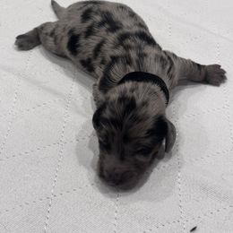 Black collar - Dapple male Dachshund puppy in Chicago, Illinois from RGZ Doxies