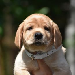 Sunny - Yellow female Labrador Retriever puppy in Carthage, North Carolina from Wicked Pines Retrievers