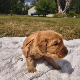Bing-Orange collar (2nd pick male) - Dark golden male Golden Retriever puppy in Tenino, Washington from Oak River Goldens'