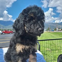 Blue (Blue collar) - Phantom male Goldendoodle puppy in Stevensville, Montana from 3 Willows Doodles