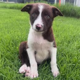 Dopey - White and red female Border Collie puppy in Oberlin, Kansas from Hangin R Kennels