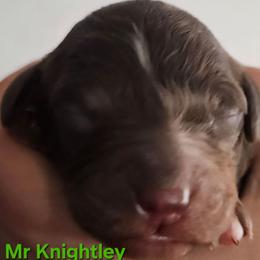 Mr Knightley -Jane Austen litter - Tri-color male Labradoodle puppy in Phelan, California from Family Doodles