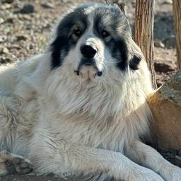 Australian Shepherds and Great Pyrenees from Faith Family Freedom Farm