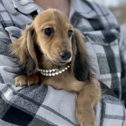 Melly 4500 - Cream female Dachshund puppy in Crystal, Michigan from Mare-bella Dachshunds