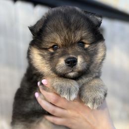 Finnish Lapphund Puppies from Moonshot Finnish Lapphunds