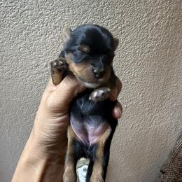 Echo - Black and tan female Yorkshire Terrier puppy in Aurora, Colorado from Lavish Yorkies