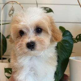 Flounder - Cream male Companion Cross puppy in Lafayette, Oregon from Wine Country Cavapoos