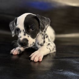 Roo - White and black male Dalmatian puppy in Fort Cavasos, Texas from Mainstreet Dalmation