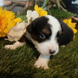 Koda - Black tri male Miniature Australian Shepherd puppy in Penn Valley, California from Ghostfire Mini Aussies