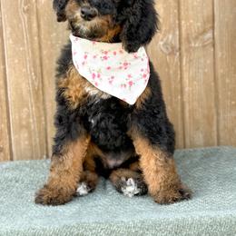 Lily - Girl 3 - Phantom female Bernedoodle puppy in Bellville, Ohio from Bernedoodle Buddies