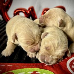 Last Pick Female - Golden female Golden Retriever puppy in Mc Arthur, California from California Golden Love