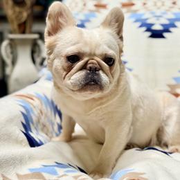 Fern - Cream female French Bulldog puppy in Victorville, California from Elegancia Vintage Xoloitzcuintle