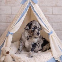 Gumdrop - Merle male Goldendoodle puppy in Woodruff, South Carolina from Crooked Creek Doodles and Poodles