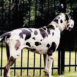 Great Danes from Chicago Danes and Luvabullz