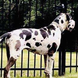 Great Danes from Chicago Danes and Luvabullz