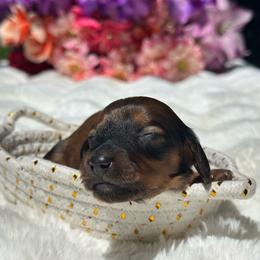 Rowan long hair - Sable male Dachshund puppy in Lakeland, Florida from Elite Doxies Florida