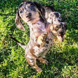 Bunny Tracks - Black and cream male Dachshund puppy in Roseville, California from Denver's Golden Dashies