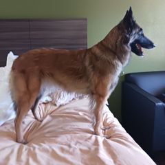 GRACE - Belgian Tervuren
