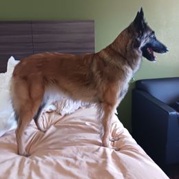 GRACE - Belgian Tervuren