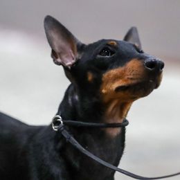 Turbo - Manchester Terrier