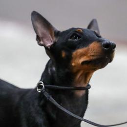 Turbo - Manchester Terrier