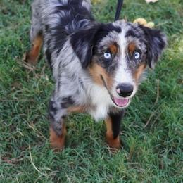 Kisser BMM - Blue merle male Miniature Australian Shepherd puppy in Lawton, Oklahoma from Lindsey’s Aussies