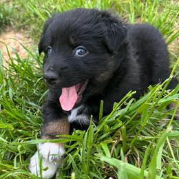 MERMAID - Black tri-color female Australian Shepherd puppy in Christiana, Tennessee from Vaught Family Farm