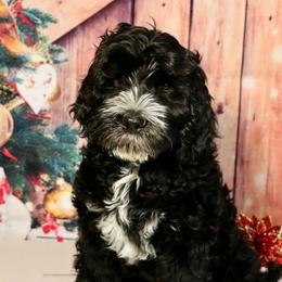 Poe - Black and chalk male Australian Labradoodle puppy in Saint Louis, Missouri from Gateway Australian Labradoodles