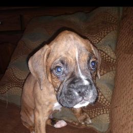 Boxer Puppies from Whynot Blue Ridge Mountain Boxer's