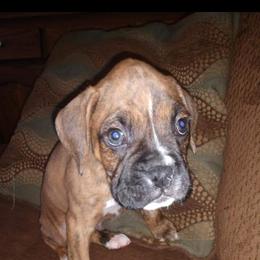 Boxer Puppies from Whynot Blue Ridge Mountain Boxer's