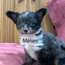 Maisley - Blue merle female Aussiedoodle puppy in Winnsboro, Texas from Happy Hollow Ranch