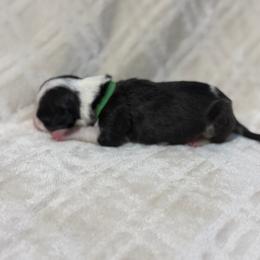 Boy 7 - Black tan and white male Bull Terrier puppy in Texas from The Bull Terrier Breeder