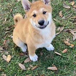 Shiba Inu Puppies from SWFL Shiba Inu Association
