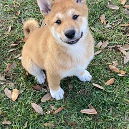 Shiba Inu Puppies from SWFL Shiba Inu Association