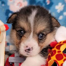 Red bone bandana boy - White and black male Pembroke Welsh Corgi puppy in Cherokee, Oklahoma from MCS Farms-OK