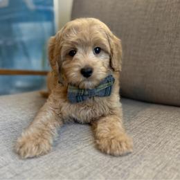 L-Blue Boy - Cream male Goldendoodle puppy in Lewisville, Texas from Texas Goldendoodle Lovers