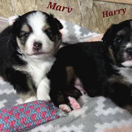 Marv - Black tri male Toy Australian Shepherd puppy in Viking, Minnesota from Son Shine Farm
