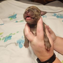 January - Brindle Great Dane puppy in California from Bolo K9 Kennels