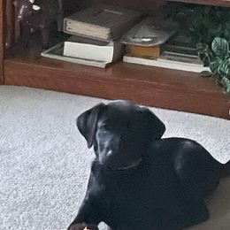 Dilute Retriever and Labrador Retriever Puppies from LC Hunting Labs, LLC.