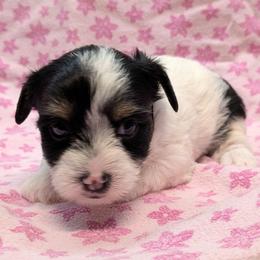Little Panda girl - Parti female Yorkshire Terrier puppy in Gatesville, Texas from KontryKritterz Yorkies