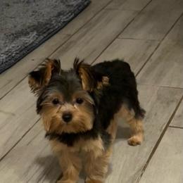 (Kali )click on pic for price - Black and tan female Yorkshire Terrier puppy in Kingston, Oklahoma from Lake Life