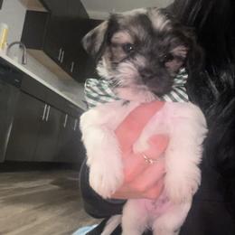 Cookie - Black and white male Shihpoo puppy in Denver, Colorado from Angel babies