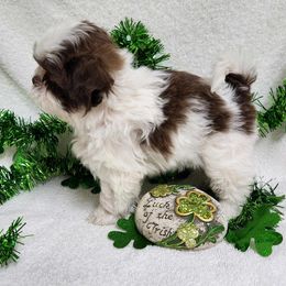 Havanese and Shih Tzu Puppies from Locust Creek Shih Tzu & Havanese