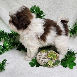 Havanese and Shih Tzu Puppies from Locust Creek Shih Tzu & Havanese