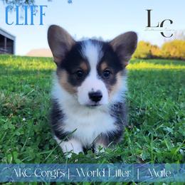 Cliff - Black and tan male Pembroke Welsh Corgi puppy in Pine Village, Indiana from NL Horsemanship