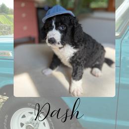 Dash - Blue merle male Bernedoodle puppy in Gales Ferry, Connecticut from Schweers Goldens and Doodles