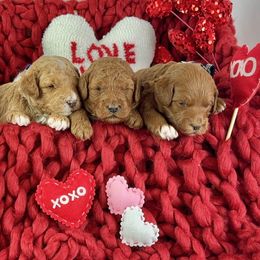 Goldendoodle Puppies from Maryland Designer Doodles
