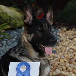 Boss - German Shepherd
