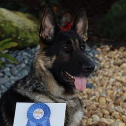 Boss - German Shepherd